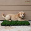 BETHEL Gotta Go Grass -Dog Natural Grass Patch Potty -Real