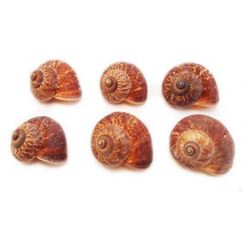 Set of 6 Natural Fernandezi Land Snail Shells 3/4" - 1" Beach Crafts Hobby Coastal Cottage Decor Vase Filling Small Hermit Crabs
