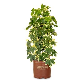Angyo Star Fatshedera (3 Gallon) Evergreen Vine with Variegated Green and White Foliage - Part Sun to Shade Live Outdoor Plant - Southern Living Plants