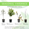 Black Diamond Red Hot Crape Myrtle, 1-2 ft Tree Height,