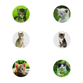 Realistic Cat Stickers (Roll of 100) – 1.5” Round, 6 Cute Photos - Great for Kids, Teachers, Party Favors, Rewards, Craft Projects, Water Bottles, Scrapbooks, Calendars, Planners, and Journals