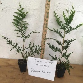 Unbranded 25 Green Giant trees  2.5" pot Arborvitae Thuja plicata
