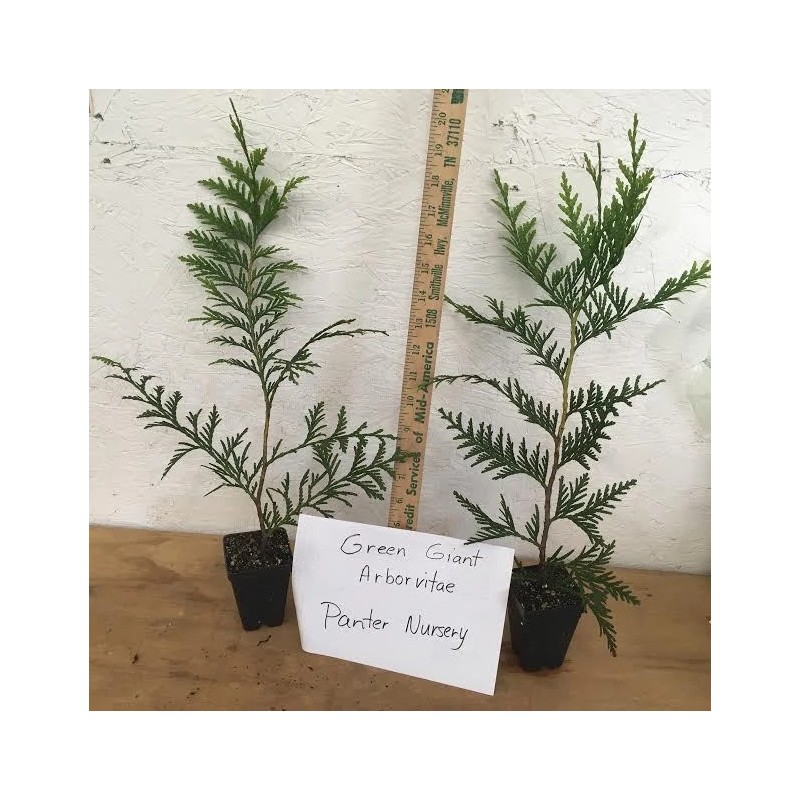 Unbranded 25 Green Giant trees 2.5" pot Arborvitae Thuja plicata