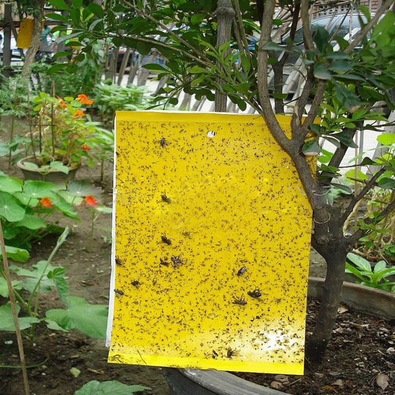 50Pcs Double Sided Insect Yellow Catching Board Sticky Flying Insect