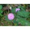 Sensitive Plant-Mimosa pudica 50+ Seeds