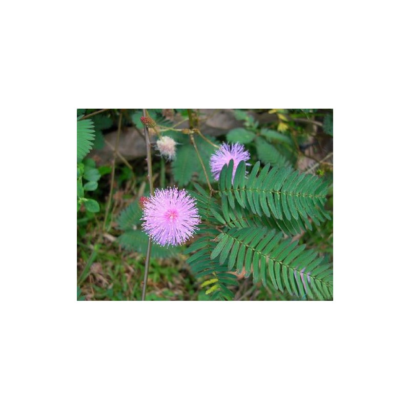 Sensitive Plant-Mimosa pudica 50+ Seeds