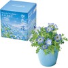 Seishin Pottery Home Garden Easy Cultivation Kit Nemophila Indoor Flower
