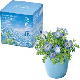Seishin Pottery Home Garden Easy Cultivation Kit Nemophila Indoor Flower Cultivation Set Approximately 12 cm Light Blue Flower Nemophila Cultivation Set Mother's Day Present Birthday GD-929