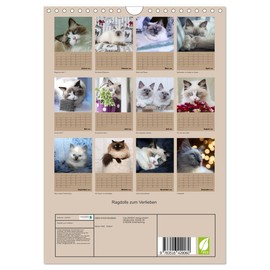 Ragdolls zum Verlieben (Wandkalender 2026 DIN A4 hoch), CALVENDO Monatskalender