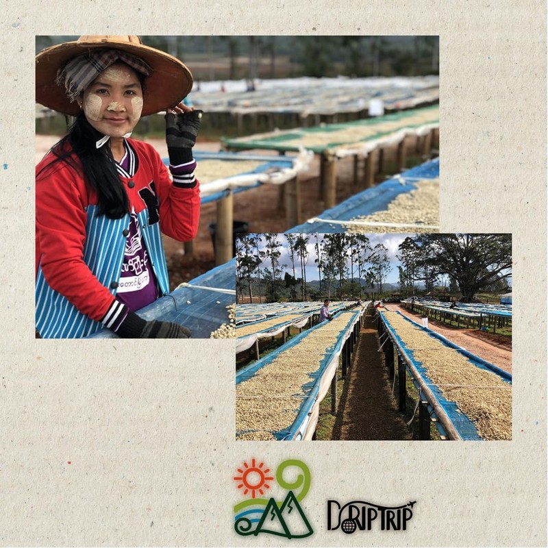 Coffee Beans Mocha Matari No. 9 Order Roasting Selectable Roasting