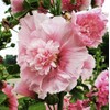 Pink Double Summer Carnival Hollyhock Seed - Long Blooming Period