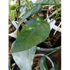 Epipremnum Pinnatum Yellow Flame  Unrooted Cutting Growers Choice