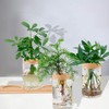 Hniuyun Propagation Stations, Desktop Plant Terrarium with Wooden Tray &