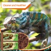 Riare 2 Pack Natural Coconut Fiber Substrate for Reptile- Premium