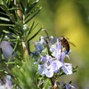 The Old Farmer's Almanac Heirloom Culinary Rosemary Herb Seeds -