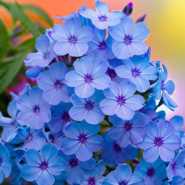 Green River Tropics 50 Phlox Seeds Flower Perennial Seed Flowers Butterfly US SELLER " Light Blue"
