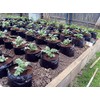 Jamieson Brothers Polypots 5 pack re-usable pots holds 20 litres