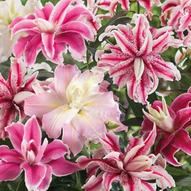 Eden Brothers Double Oriental Lily Bulbs (Spring-Planted) - Mix Non-GMO Bulbs for Planting, 12 Bulbs | Low-Maintenance Flower Bulbs, Plant During Spring Season, Zones 3, 4, 5, 6, 7, 8, 9