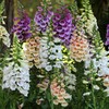 Outsidepride Foxglove Mix - 1/8 LB