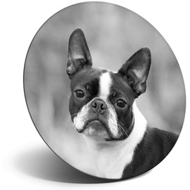 Destination Vinyl ltd Magnet for Refrigerator, Fridge BW - Cute Boston Terrier Puppy Dog for Office, Cabinet and Whiteboard, Magnetic Stickers, 37530