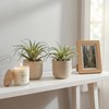 Artificial Plants & Greenery 2Pcs Faux Decor Set