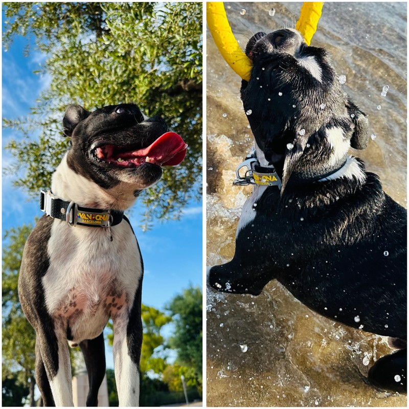 Waterproof Dog Collar, Made in Spain, Aluminum Buckle, PVC Coated