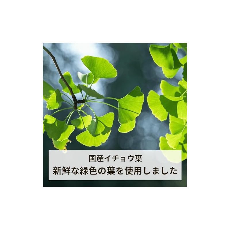 Domestic Ginkgo Biloba Tea, 0.1 oz (3 g) x 30