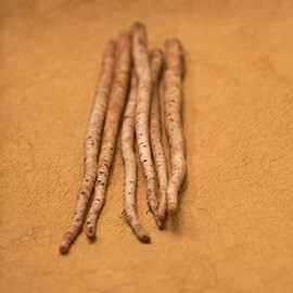 Burdock Seeds - Salada Musume - 1 g Packet ~68 Seeds - Non-GMO, Heirloom - Asian Herb Gardening
