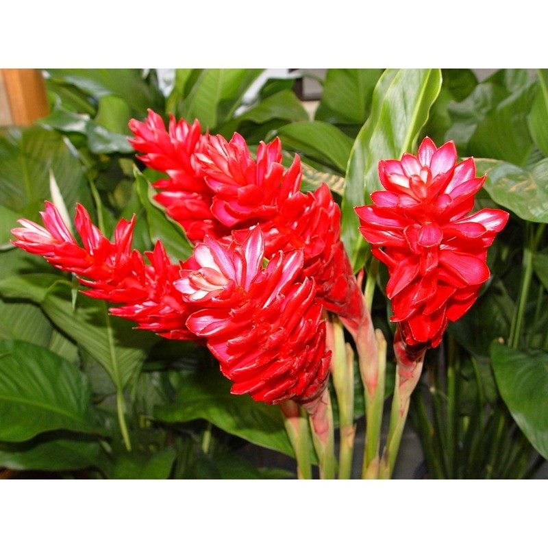 Red Hawaiian Ginger Alpinia Purpurata Roots and Plants Discount Hawaiian