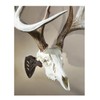 Skull Hooker Little Hooker European Trophy Mount - Perfect Kit