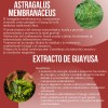 Suplemento Reductor Abdominal 90 Cápsulas Activos Naturales