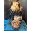 Memorable Pets Yorkie Puppy Companion