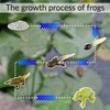 Bojueshaw 5pcs Frog Life Cycle Set,Ranidae Growth Cycle Model,Educational Science