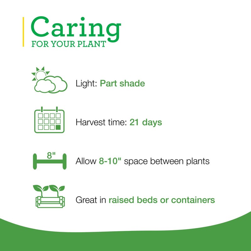 Bonnie Plants Buttercrunch Lettuce 19.3 oz. 4-pack