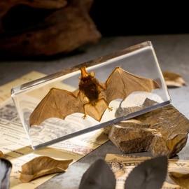 Real Bat Specimen in Clear Resin Block - Preserved Animal Taxidermy for Biology Study, Gothic Home Decor, Oddity Collections (5.5"x2.5"x0.7") Science Display & Unique Gift Idea