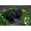 B2S BACK2SEASON Reindeer Pair Nilan Black Lying Elegant Christmas Decoration