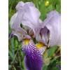 Bearded Iris 15 Iris Fresh Bearded Iris Rhizomes Mixed Varieties