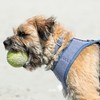 HUGO & HUDSON Nylon Dog Collar with Quick Release Safety