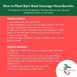 Hand Picked Nursery Seascape Strawberry Plants - Great for Planters - Day Neutral (Heavy Producer) - Bare Root Strawberry Plants from Hand Picked Nursery (10)