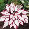 100+ Hosta Seeds for Planting Outdoors, Rare Perennial Flower Seeds,