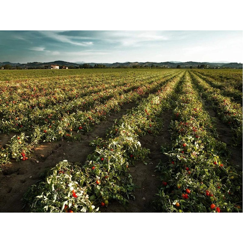 Mutti Organic Tomato Puree (Passata), 19.7 oz. Pack of 6