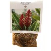 Hawaiian Red Ginger Plant Root (Pack of 5) Grow Hawaii