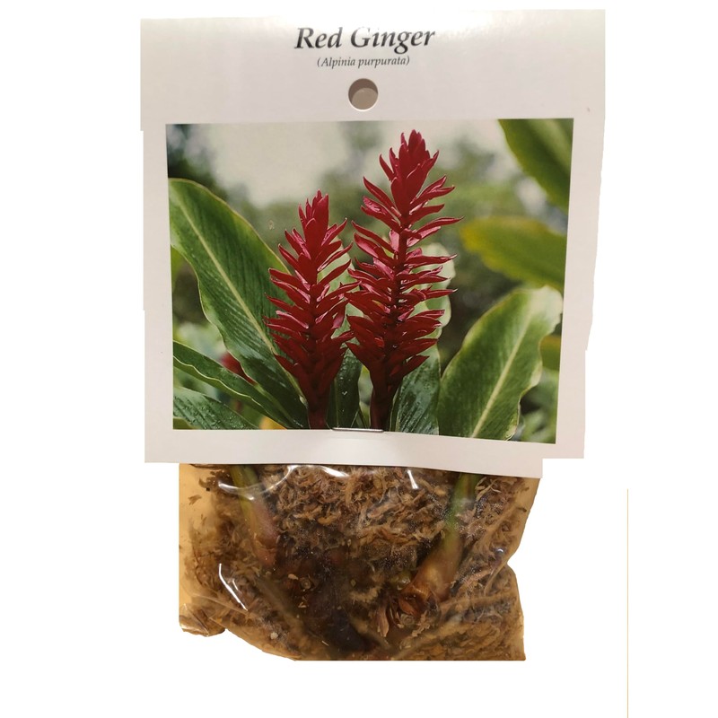 Hawaiian Red Ginger Plant Root (Pack of 5) Grow Hawaii
