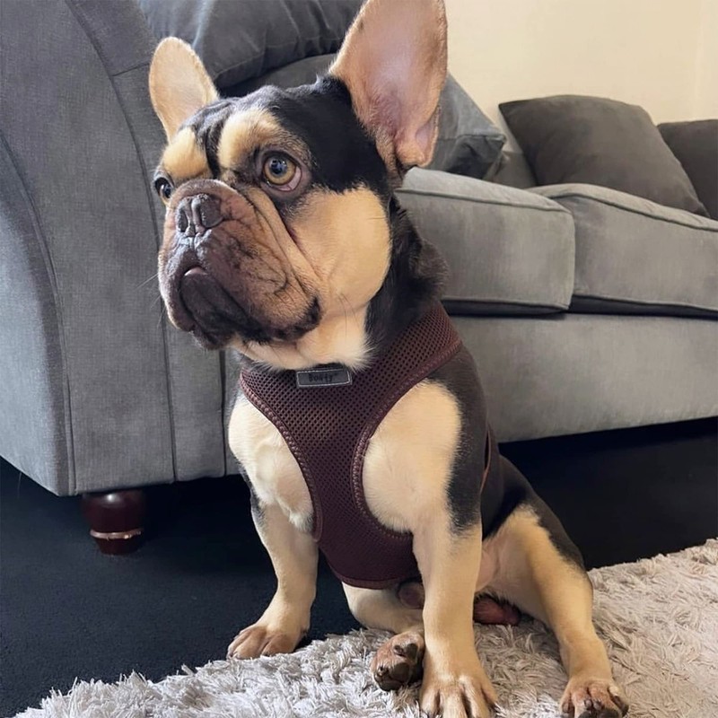 Bunty XL No Pull Dog Harness - Soft, Breathable, Durable,