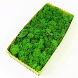 Prefleur Preserved Reindeer Moss Natural Green DIY Kit Terrariums Gardenning Art Wall Decor Florist Decor Easter Table Decor Wedding Decor (0.85lb) (Green-04)