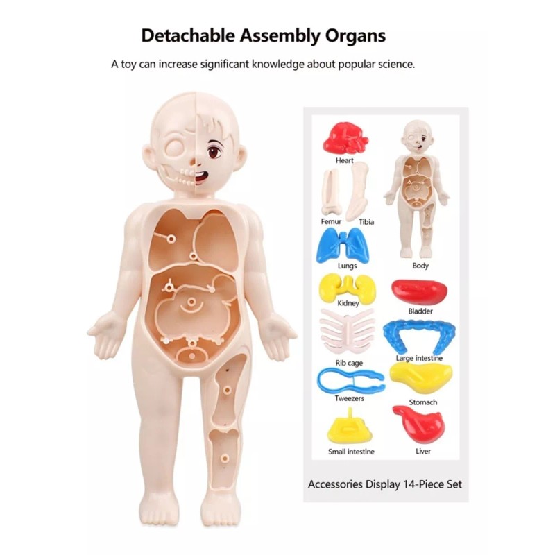 Deluxe Rompecabezas 3d Cuerpo Humano Juguete Didáctico Niñas Niños
