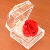Birthday Anniversary Gift for Mother's Day Women Red Rose (Mini)