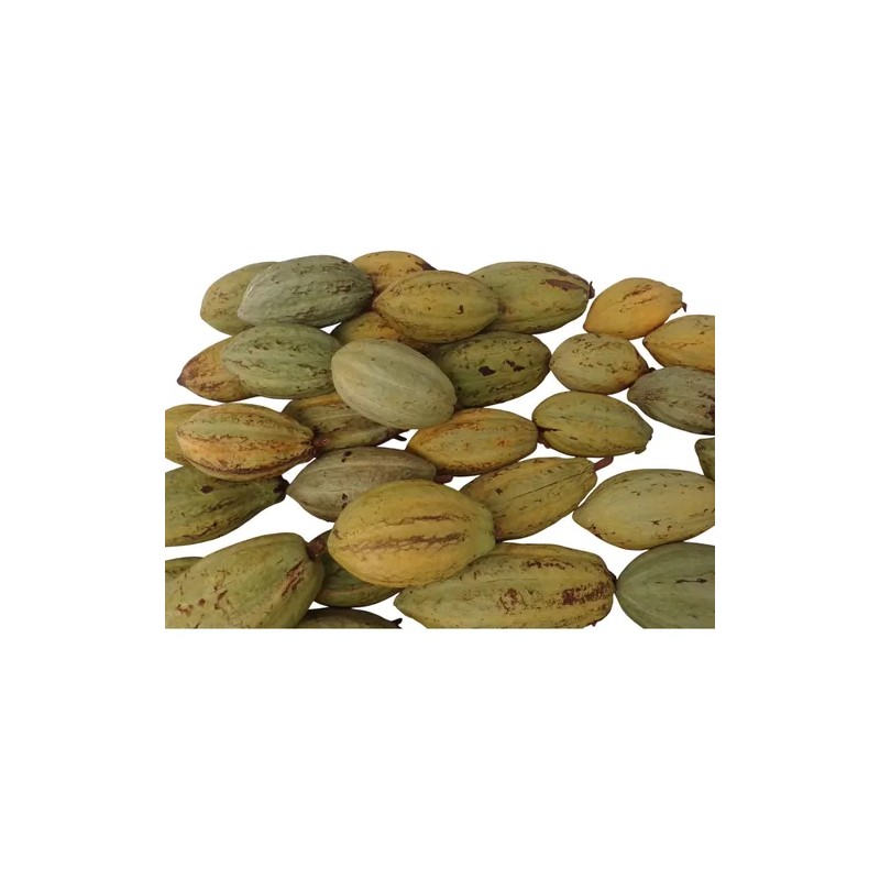 5 Kilos De Cacao Seco Grano Agroecologico Comalcalco Tabasco