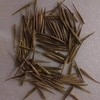 300+ PCS Green Bamboo Seeds for Planting Exotic Bamboo Seed