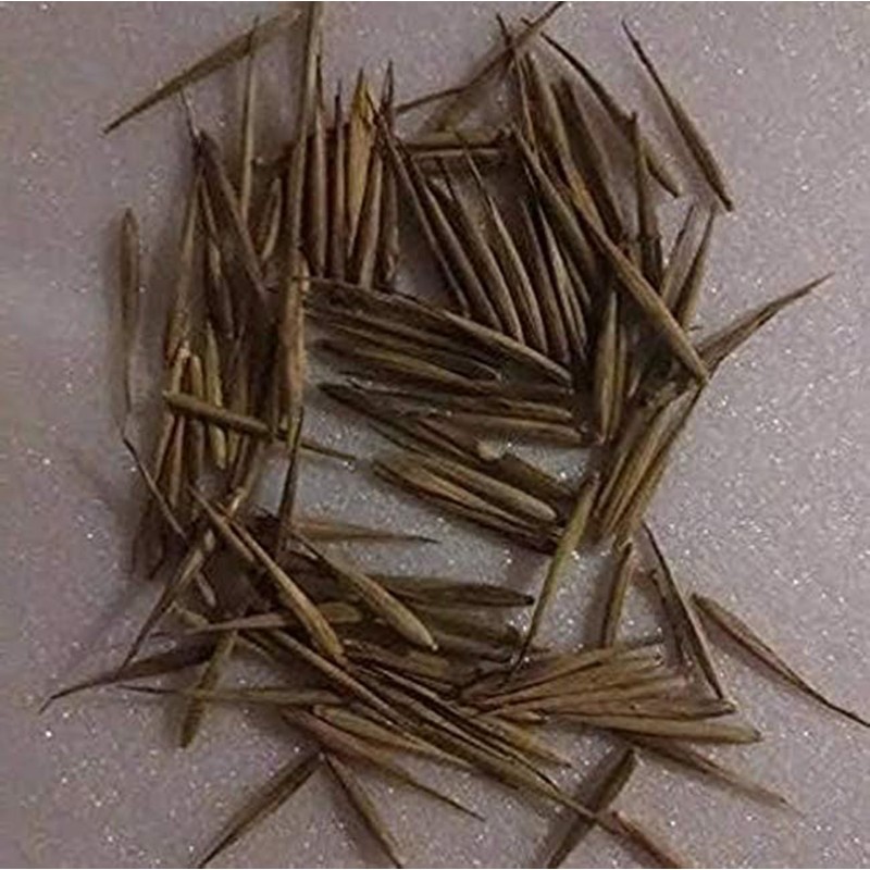 300+ PCS Green Bamboo Seeds for Planting Exotic Bamboo Seed